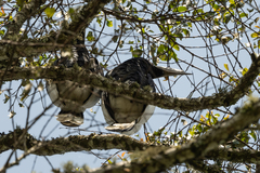 Bycanistes subcylindricus