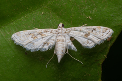 Parapoynx diminutalis