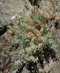 Epilobium septentrionale