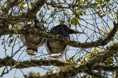 Bycanistes subcylindricus