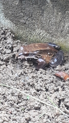 Leptodactylus savagei