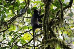 Cercopithecus mitis stuhlmanni