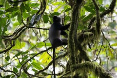 Cercopithecus mitis stuhlmanni