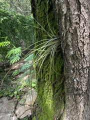 Acanthostachys strobilacea