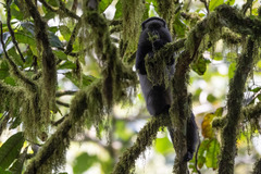 Cercopithecus mitis stuhlmanni