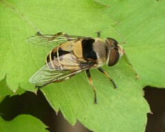 Palpada pusilla