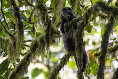 Cercopithecus mitis stuhlmanni