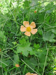 Modiolastrum malvifolium