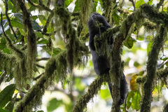 Cercopithecus mitis stuhlmanni