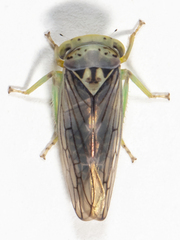 Populicerus