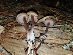 Laccaria amethysteo-occidentalis