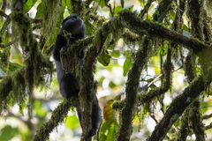 Cercopithecus mitis stuhlmanni