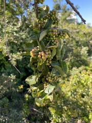 Schinus latifolia