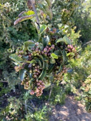 Schinus latifolia