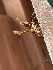 Polistes major major