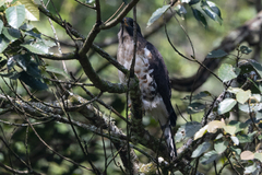 Dryotriorchis spectabilis