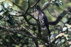 Dryotriorchis spectabilis