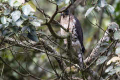 Dryotriorchis spectabilis