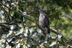 Dryotriorchis spectabilis