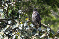 Dryotriorchis spectabilis