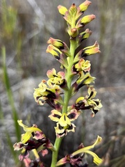Tritoniopsis parviflora parviflora
