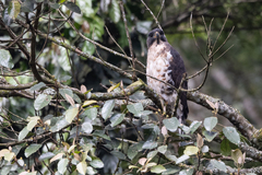 Dryotriorchis spectabilis