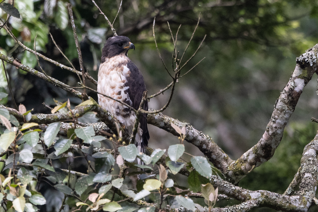 Congo Snake-Eagle (Circaetus spectabilis) photo