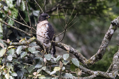Dryotriorchis spectabilis