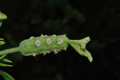Lavandula viridis