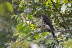 Dryotriorchis spectabilis