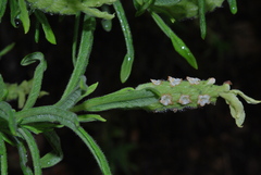 Lavandula viridis