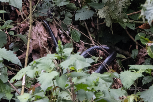 African Tree Cobra