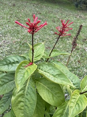 Odontonema