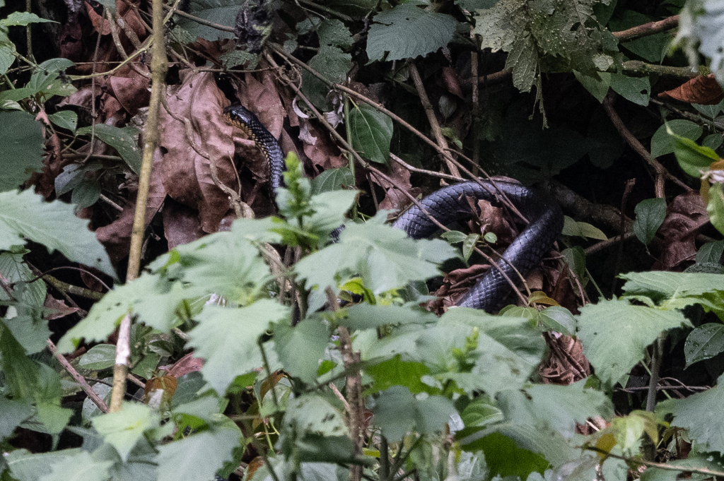 Goldie's False Cobra