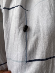 Armadillidium vulgare