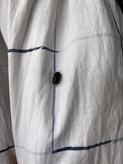 Armadillidium vulgare