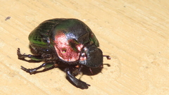 Phanaeus mexicanus