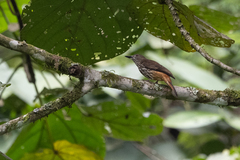 Megabyas flammulatus