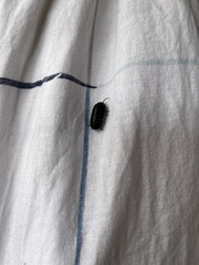 Armadillidium vulgare