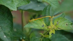 Ceriagrion coromandelianum