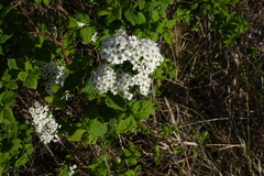 Spiraea media