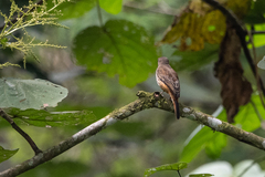 Megabyas flammulatus