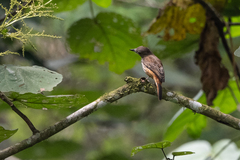 Megabyas flammulatus