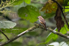 Megabyas flammulatus