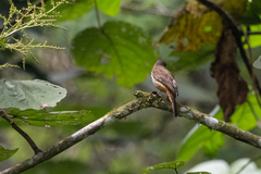 Megabyas flammulatus