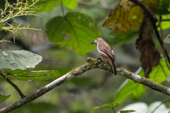 Megabyas flammulatus