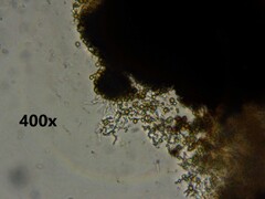 Chaenotheca trichialis