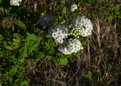 Spiraea media
