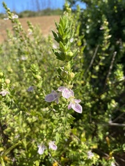Teucrium bicolor