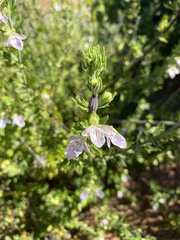 Teucrium bicolor